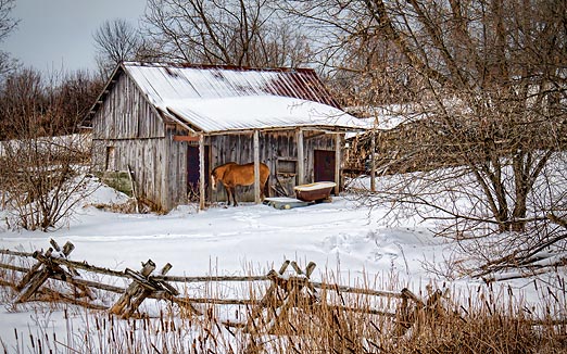 Rustic Horse Shed 20110306