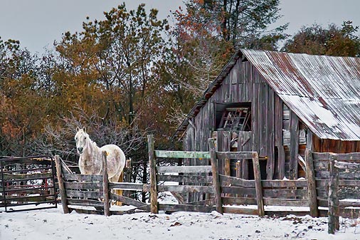 Rustic Horse Shed 20110308