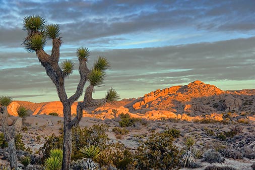 Joshua Tree At Sunrise 25489