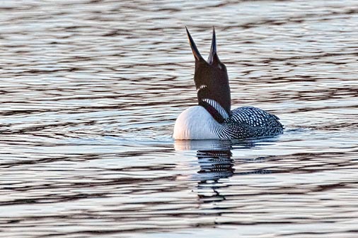 Yawning Loon 24539