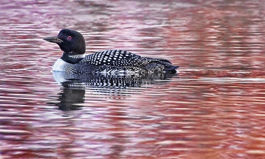 Loon At Sunrise 24609