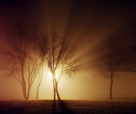 Trees In Fog 20110414