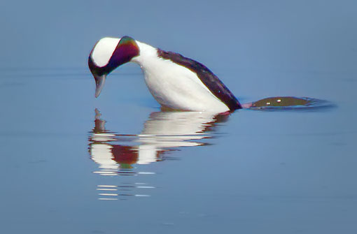Bufflehead Poised For A Dive 26249