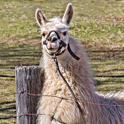 Friendly Llama 20120407