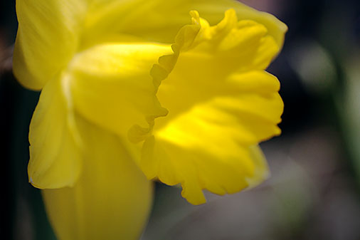 Sunstruck Daffodil 26549
