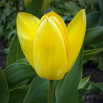 Yellow Tulip 20120430