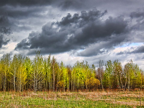 Spring Trees 20120504