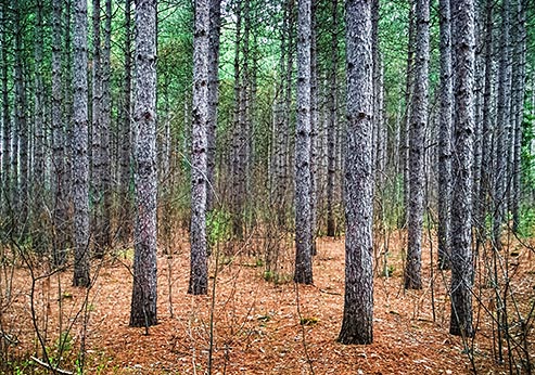 Pine Forest DSCF04263