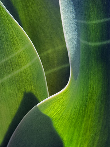 Tulip Leaves DSCF04147