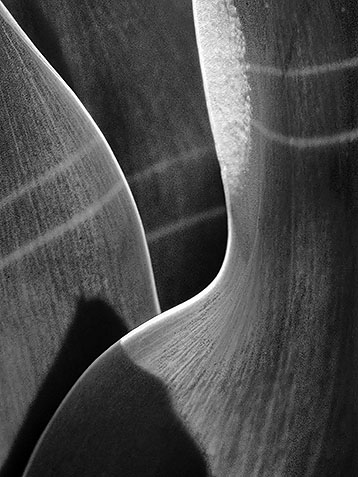 Tulip Leaves DSCF04147 B&W