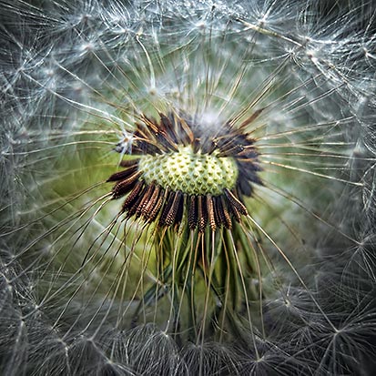 Dandelion Seed Head 20120511