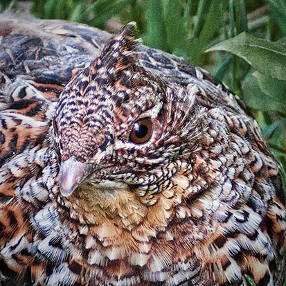 Ruffed Grouse Closeup 20120512