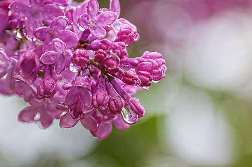 Wet Lilac 26764-7