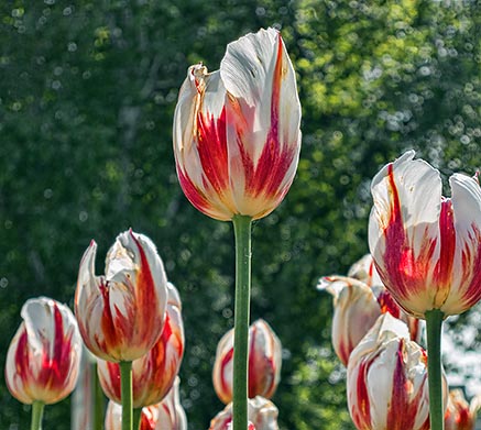 Tulip Festival 2012 (00416)