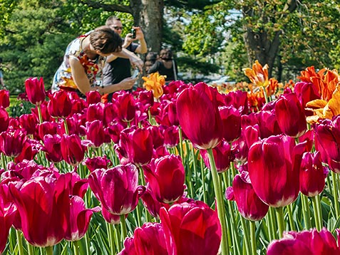 Tulip Festival 2012 (00419)