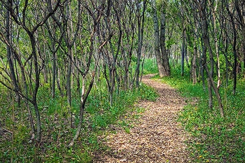 Bill Holland Nature Trail 00382