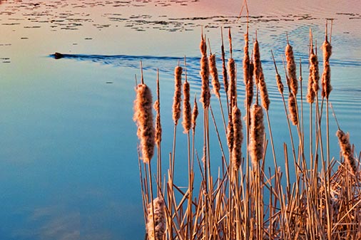 Sunrise Cattails 00238
