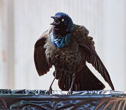 Ruffled Grackle 26877
