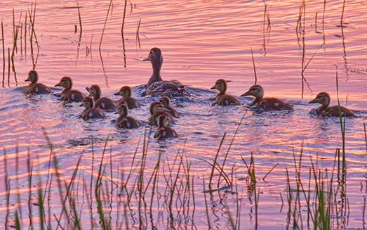 Ducky Dozen 23984