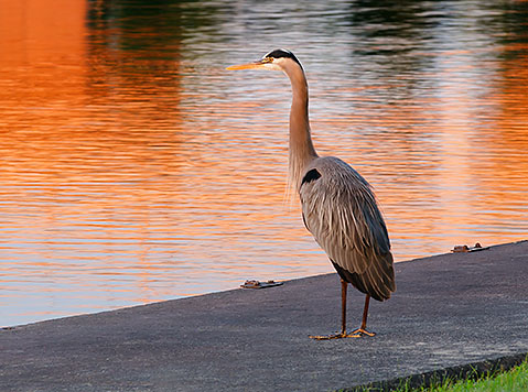 Heron In Sunrise Glow 24292-5