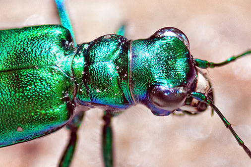 Metallic Green Bug 26972-4 (Crop)