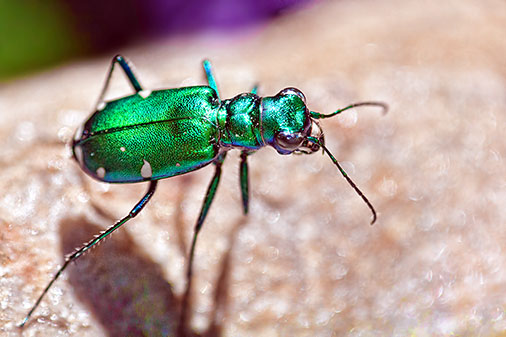 Metallic Green Bug 26972-4