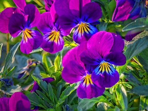 Purple Pansies 26706-7