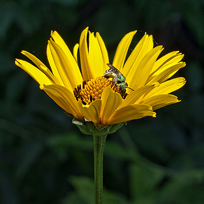Yellow Flower, Green Bee 20120704