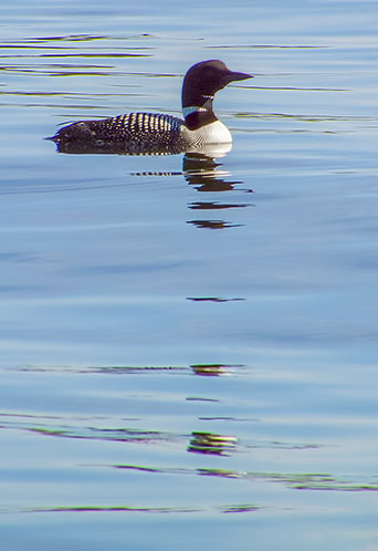 Loon DSCF04434