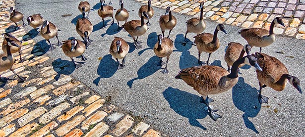 Gaggle Of Geese 20120718
