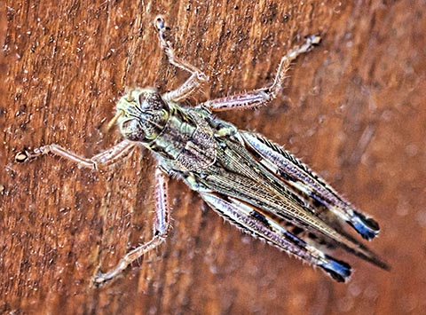 Grasshopper 20120805