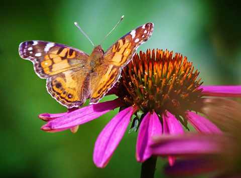 Butterfly On A Coneflower 20120812