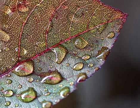 Wet Leaf 27717