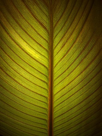 Backlit Calla Lily Leaf 01523