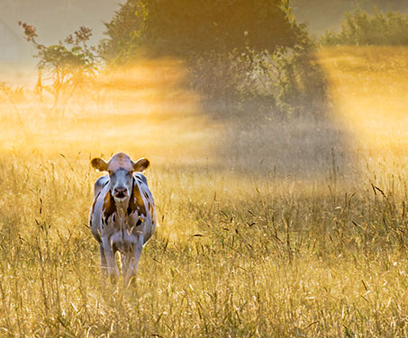 Curious Cow 20120824