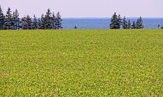 Trees On Seacow Head 27536