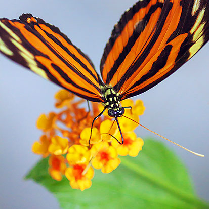 Butterfly Sipping Nectar 20120915