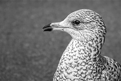 Fifty Shades Of Gull 20120926