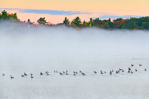 Geese Flotilla On Misty Otter Lake 28423