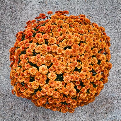 Pot of Mums 28806