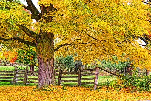 Autumn Colors 20121006