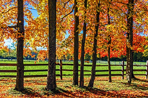 Autumn Scene 29595