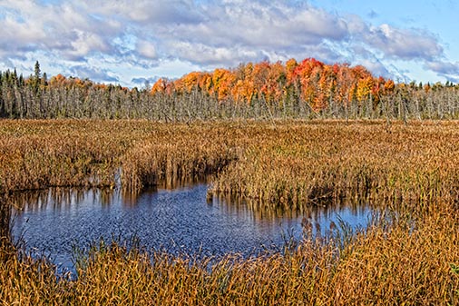 Autumn Marsh 29397