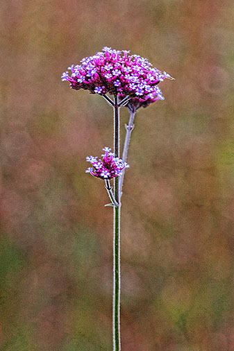 Fall Flower 20121014