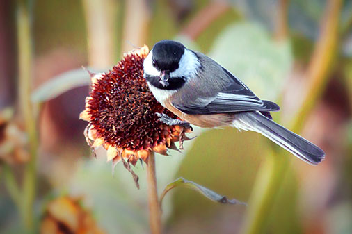 Chickadee On A Dead Sunflower 28272