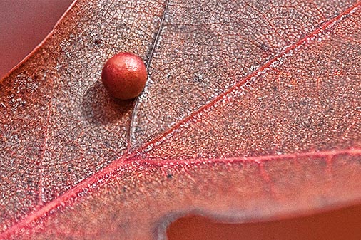 Orb On An Autumn Oak Leaf 28354-60