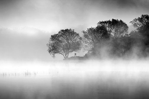 Morning Mist 29203
