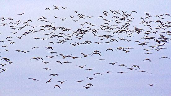 One Huge Skein Of Geese 31568