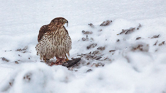 Hawk With A Kill 28388