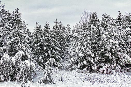 Snowfall 32366